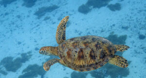 6 εντυπωσιακά πράγματα που ίσως δεν γνωρίζετε για τις χελώνες