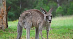 Τους τσάκωσαν να τεμαχίζουν καγκουρό στη Δερύνεια – Μία σύλληψη