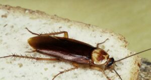 Τα 3 λάθη που κάνετε και προσελκύονται οι κατσαρίδες στο σπίτι σας