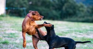 Σκύλοι δάγκωσαν 25χρονη και δύο παιδιά – Συνελήφθησαν οι ιδιοκτήτες