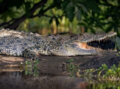 Φρικτός θάνατος για γυναίκα στην Ινδονησία: Την κατασπάραξε κροκόδειλος ενώ έψαχνε για μύδια