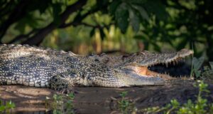 Ινδονησία: Φρικτός θάνατος για 80χρονο – Τον άρπαξε κροκόδειλος ενώ έκανε μπάνιο σε ποτάμι