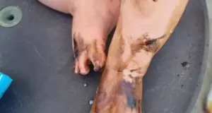 Πήγαν για μπάνιο, επέστρεψαν με μαύρες κηλίδες – Ρύπανση με μαζούτ στην θάλασσα της Λεμεσού