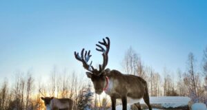 Θερμοκρασίες-ρεκόρ στη Φινλανδία: Τάρανδοι δεν άντεξαν και πέθαναν λόγω ζέστης