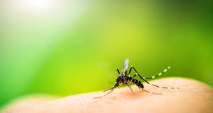 Τσικουνγκούνια: Στην Κύπρο έχουμε το κουνούπι, αλλά όχι τον ιό