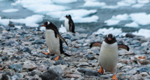 Για ρύπανση στην Ανταρκτική από αναδυόμενο τουρισμό προειδοποιούν επιστήμονες