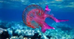 Tι να κάνετε αν σας τσιμπήσει μέδουσα