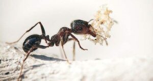 Η συλλογική νοημοσύνη των μυρμηγκιών- Οι ρόλοι, η ιεραρχία και η απόλυτη συνεργασία