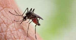 Κουνούπια – Ιός Τσικουνγκούνια: Η πιο επικίνδυνη εστία δεν είναι στην Κίνα – Πού βρίσκεται σύμφωνα με τον ειδικό