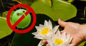 Υπεύθυνη κηπουρική στο σπίτι: Δημιουργώντας κήπους που σέβονται τη φύση