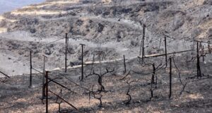 Η Έφορος Ελέγχου Κρατικών Ενισχύσεων ενέκρινε σχέδιο €3 εκ. για αποκατάσταση περιβάλλοντος λόγω πυρκαγιάς