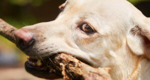 Επιθεση σκύλου σε κοριτσάκι 2,5 ετών – Θα υποβληθεί σε επέμβαση