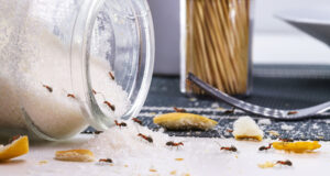 Μυρμήγκια στην κουζίνα: Πώς θα απαλλαγείτε από αυτά