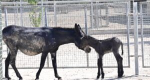 Γεννήθηκε ο Άρωνας, το κυπριακό γαϊδουράκι, στο ΚΠΕΕ Αθαλάσσας (ΦΩΤΟ))