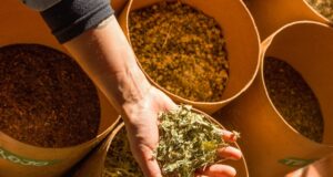 Γιατί η λουίζα αποκαλείται φυτικό Ozempic