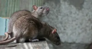 Ποντικο-Αρμαγεδώνας σε Ευρώπη – ΗΠΑ: Γιατί οι πόλεις γεμίζουν τρωκτικά