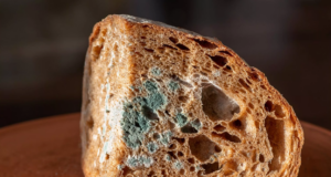 Μούχλα στα τρόφιμα; Οι κίνδυνοι και οι σωστοί τρόποι πρόληψης