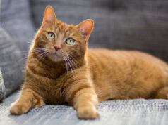 Πότε εξημερώθηκαν οι γάτες; – Νέα έρευνα για DNA και ο ρόλος της Κύπρου