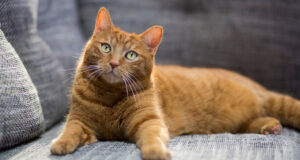 Πότε εξημερώθηκαν οι γάτες; – Νέα έρευνα για DNA και ο ρόλος της Κύπρου