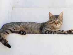 Καταγγελίες ότι αλλοδαποί στη Λευκωσία σκοτώνουν και καταναλώνουν γατάκια.