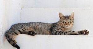 Καταγγελίες ότι αλλοδαποί στη Λευκωσία σκοτώνουν και καταναλώνουν γατάκια.