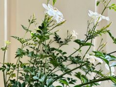 Αυτό το φυτό φέρνει τύχη στο σπίτι και τώρα είναι η κατάλληλη στιγμή να το φυτέψετε