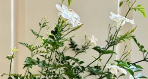 Αυτό το φυτό φέρνει τύχη στο σπίτι και τώρα είναι η κατάλληλη στιγμή να το φυτέψετε