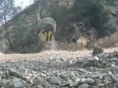 Καρέ-καρέ η συνάντηση αλεπούς με οχιές σε ποτίστρα – Δεν την άφησαν να ξεδιψάσει