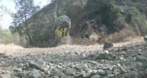 Καρέ-καρέ η συνάντηση αλεπούς με οχιές σε ποτίστρα – Δεν την άφησαν να ξεδιψάσει