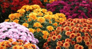 Το φυτό που γεμίζει χρώμα το φθινόπωρο και αντέχει στο κρύο -Mε άνθη που μοιάζουν με πομ-πομ