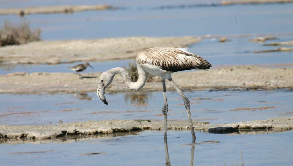 Young flamingo-Νικόλαος Κασίνης (Υπηρεσία Θήρας και Πανίδας)