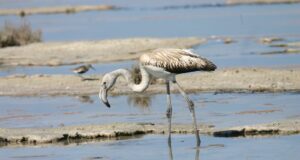 Ανησυχητική μείωση του πληθυσμού των φλαμίνγκο στην Κύπρο – Πρόβλημα η ανομβρία