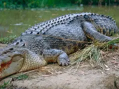Φρίκη στην Ινδονησία: Κροκόδειλος κατασπάραξε 10χρονο αγόρι σε ποτάμι, ενώ κολυμπούσε με φίλους του