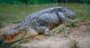 Φρίκη στην Ινδονησία: Κροκόδειλος κατασπάραξε 10χρονο αγόρι σε ποτάμι, ενώ κολυμπούσε με φίλους του