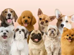 Μελέτη στις ΗΠΑ: Το DNA του λύκου υπάρχει σχεδόν σε κάθε σκύλο