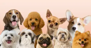 Μελέτη στις ΗΠΑ: Το DNA του λύκου υπάρχει σχεδόν σε κάθε σκύλο