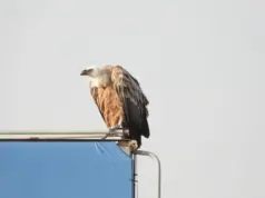 Τι συμβαίνει με τον γύπα που βρισκόταν σε ταμπέλα στην Ορόκλινη για δύο ημέρες