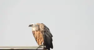 Τι συμβαίνει με τον γύπα που βρισκόταν σε ταμπέλα στην Ορόκλινη για δύο ημέρες