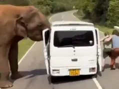 Σρι Λάνκα: Τρόμος για Ρώσους τουρίστες, τους επιτέθηκε ελέφαντας όταν προσπάθησσν να τον ταΐσουν