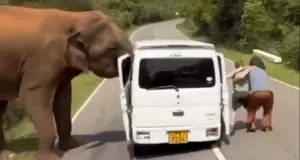 Σρι Λάνκα: Τρόμος για Ρώσους τουρίστες, τους επιτέθηκε ελέφαντας όταν προσπάθησσν να τον ταΐσουν