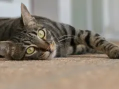 Καταγγελία Οικολόγων: Γατάκια εξαφανίστηκαν από εξωτερικό χώρο υπεραγοράς – Μαρτυρίες για άτομο που τα παγιδεύει και τα βάζει σε αυτοκίνητο