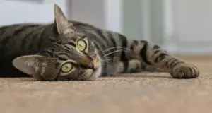 Καταγγελία Οικολόγων: Γατάκια εξαφανίστηκαν από εξωτερικό χώρο υπεραγοράς – Μαρτυρίες για άτομο που τα παγιδεύει και τα βάζει σε αυτοκίνητο