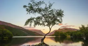 Το μοναχικό δέντρο που έγινε σταρ των social media: Πού βρίσκεται και γιατί κινδυνεύει να χαθεί