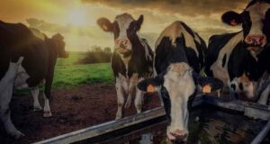 ΕΡΕΥΝΑ: Σοβαρές επιπτώσεις στα βοοειδή λόγω θερμικού στρες από την κλιματική αλλαγή