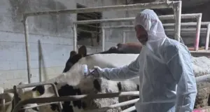 Αφθώδης πυρετός: Φθάνουν σήμερα στην Κύπρο άλλα 50.000 εμβόλια