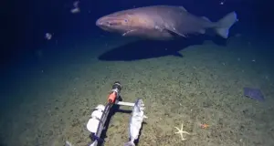 Για πρώτη φορά καταγράφηκε καρχαρίας στα παγωμένα νερά της Ανταρκτικής