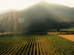 Estates Costa Lazaridi – Το πρώτο οινοποιείο στην Ελλάδα με πιστοποίηση αναγεννητικής αμπελοκαλλιέργειας