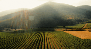 Estates Costa Lazaridi – Το πρώτο οινοποιείο στην Ελλάδα με πιστοποίηση αναγεννητικής αμπελοκαλλιέργειας