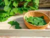 Ginkgo biloba: Πόσο ωφέλιμο είναι το πιο διάσημο συμπλήρωμα μνήμης;