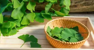 Ginkgo biloba: Πόσο ωφέλιμο είναι το πιο διάσημο συμπλήρωμα μνήμης;